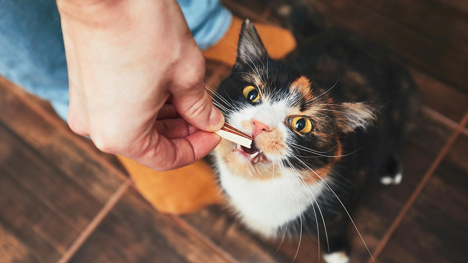 Чи потрібно давати котам вітаміни?